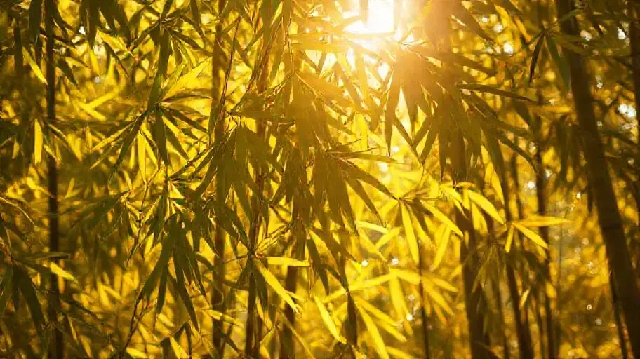 叠翠流金 - 小岛电影竹影清风影像